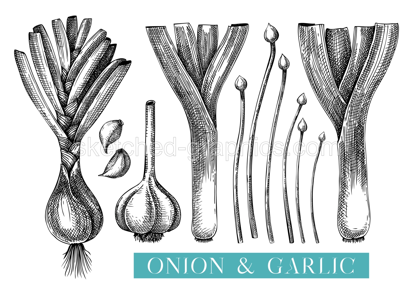 Fresh onion sketches set. Hand-sketched Vegetable illustrations. Healthy food plant. Vector drawing of raw cultivated onion, leek, chives, garlic. For packaging, recipes, menus design. Illustration